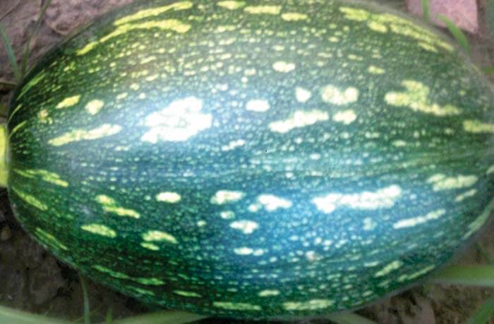 PUMPKIN SAMAG WINNER F1